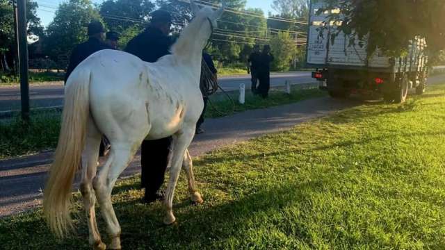 El Concejo Deliberante de Sto Tomé proyecta establecer un marco regulatorio para la tenencia responsable de animales